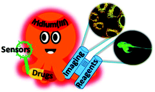 Graphical abstract: Functionalization of cyclometalated iridium(iii) polypyridine complexes for the design of intracellular sensors, organelle-targeting imaging reagents, and metallodrugs
