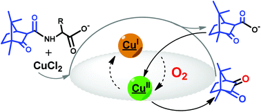 Graphical abstract: Oxygen activation by copper camphor complexes
