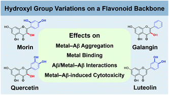 Graphical abstract: Effects of hydroxyl group variations on a flavonoid backbone toward modulation of metal-free and metal-induced amyloid-β aggregation
