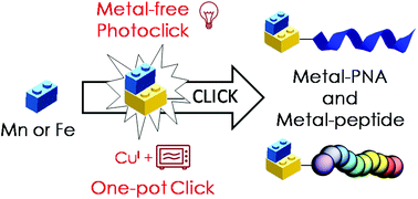 Graphical abstract: Insertion of organometallic moieties into peptides and peptide nucleic acids using alternative “click” strategies