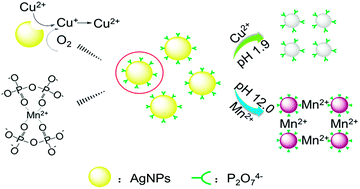 Graphical abstract: A novel AgNPs-based colorimetric sensor for rapid detection of Cu2+ or Mn2+ via pH control