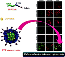 Graphical abstract: Curcumin entrapped folic acid conjugated PLGA–PEG nanoparticles exhibit enhanced anticancer activity by site specific delivery