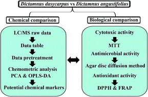 Graphical abstract: Plant metabolomics driven chemical and biological comparison of the root bark of Dictamnus dasycarpus and Dictamnus angustifolius