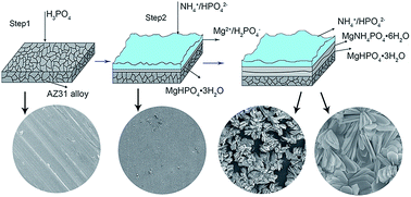 Graphical abstract: A simple method for the preparation of magnesium phosphate conversion coatings on a AZ31 magnesium alloy with improved corrosion resistance
