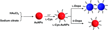 Graphical abstract: Self-assembly of l-cysteine–gold nanoparticles as chiral probes for visual recognition of 3,4-dihydroxyphenylalanine enantiomers