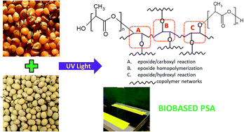 Graphical abstract: Copolymers from epoxidized soybean oil and lactic acid oligomers for pressure-sensitive adhesives