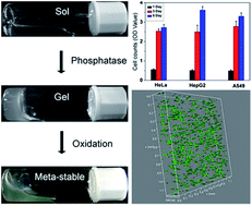 Graphical abstract: Enzymatic formation of a meta-stable supramolecular hydrogel for 3D cell culture