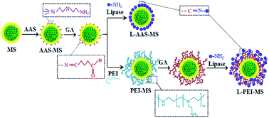 Graphical abstract: Amine-functionalized magnetic nanocomposite particles for efficient immobilization of lipase: effects of functional molecule size on properties of the immobilized lipase