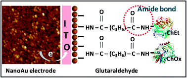 Graphical abstract: Mediator-free total cholesterol estimation using a bi-enzyme functionalized nanostructured gold electrode