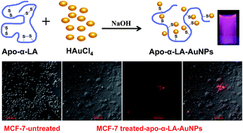 Graphical abstract: Green synthesis, characterization and anticancer activity of luminescent gold nanoparticles capped with apo-α-lactalbumin