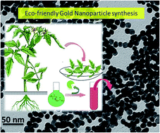 Graphical abstract: Environmentally benign bio-inspired synthesis of Au nanoparticles, their self-assembly and agglomeration