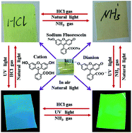 Graphical abstract: Enhanced sensitivity of color/emission switching of fluorescein film by incorporation of polyoxometalate using HCl and NH3 gases as in situ stimuli