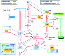 Graphical abstract: 13C pathway analysis of biofilm metabolism of Shewanella oneidensis MR-1