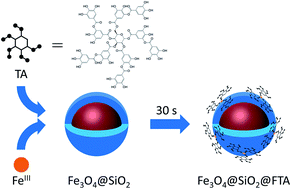 Graphical abstract: Facile synthesis of FeIII–tannic acid film-functionalized magnetic silica microspheres for the enrichment of low-abundance peptides and proteins for MALDI-TOF MS analysis
