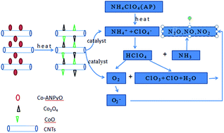 Graphical abstract: Thermal decomposition mechanism of Co–ANPyO/CNTs nanocomposites and their application to the thermal decomposition of ammonium perchlorate