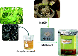 Graphical abstract: Sodium aluminate from waste aluminium source as catalyst for the transesterification of Jatropha oil