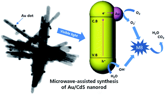 Graphical abstract: Microwave-assisted synthesis of Au/CdS nanorods for a visible-light responsive photocatalyst