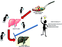 Graphical abstract: Pathways involved in acetaminophen hepatotoxicity with specific targets for inhibition/downregulation