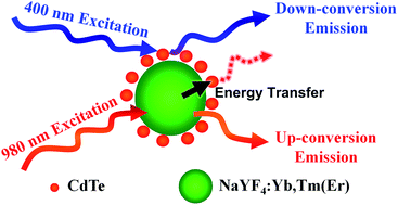 Graphical abstract: A dual-mode luminescent probe composed of co-assembled down-conversion CdTe and up-conversion NaYF4:Yb,Tm(Er) nanoparticles