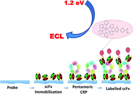 Graphical abstract: Electrochemiluminescence platform for the detection of C-reactive proteins: application of recombinant antibody technology to cardiac biomarker detection