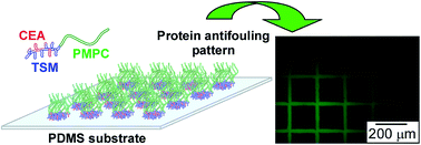 Graphical abstract: Poly(dimethylsiloxane) (PDMS) surface patterning by biocompatible photo-crosslinking block copolymers