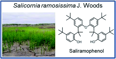 Graphical abstract: Saliramophenol, an unprecedented natural t-butylphenol derivative from Salicornia ramosissima J. Woods