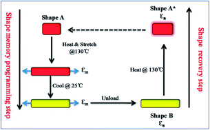Graphical abstract: Dual-shape memory effect in radiation crosslinked thermoplastic blends: fabrication, optimization and mechanisms