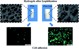 Graphical abstract: Physically crosslinked poly(vinyl alcohol)–carrageenan composite hydrogels: pore structure stability and cell adhesive ability