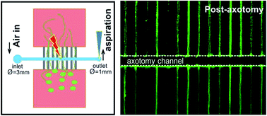 Graphical abstract: A microfluidic neuronal platform for neuron axotomy and controlled regenerative studies