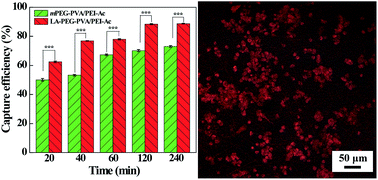 Graphical abstract: Capturing hepatocellular carcinoma cells using lactobionic acid-functionalized electrospun polyvinyl alcohol/polyethyleneimine nanofibers