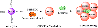 Graphical abstract: Application of BSA-bioconjugated phosphorescence nanohybrids in protein detection in biofluids