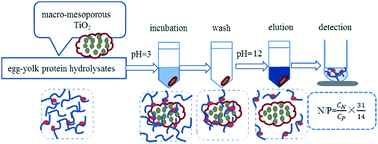 Graphical abstract: Purification of phosvitin phosphopeptides using macro-mesoporous TiO2