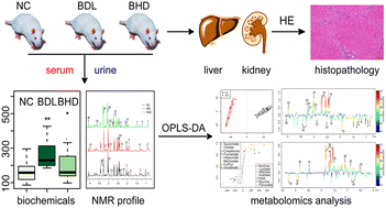 Graphical abstract: Cholestatic liver injury model of bile duct ligation and the protection of Huang-Lian-Jie-Du decoction by NMR metabolomic profiling