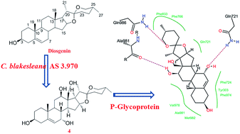 Graphical abstract: Microbial transformation of diosgenin by Cunninghamella blakesleana AS 3.970 and potential inhibitory effects on P-glycoprotein of its metabolites