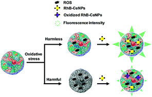 Graphical abstract: Ceria nanoparticles with rhodamine B as a powerful theranostic agent against intracellular oxidative stress