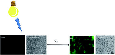 Graphical abstract: ROS generation by reduced graphene oxide (rGO) induced by visible light showing antibacterial activity: comparison with graphene oxide (GO)