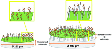 Graphical abstract: Enhanced nucleotide mismatch detection based on a 3D silicon nanowire microarray