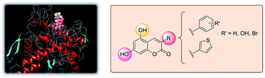 Graphical abstract: Design and discovery of tyrosinase inhibitors based on a coumarin scaffold