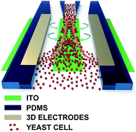 Graphical abstract: Continuous-flow focusing of microparticles using induced-charge electroosmosis in a microfluidic device with 3D AgPDMS electrodes