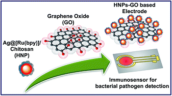 Graphical abstract: Graphene oxide chemically decorated with Ag–Ru/chitosan nanoparticles: fabrication, electrode processing and immunosensing properties