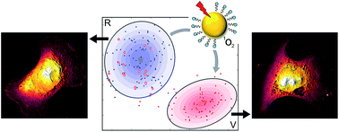 Graphical abstract: AFM-based bivariate morphological discrimination of apoptosis induced by photodynamic therapy using photosensitizer-functionalized gold nanoparticles