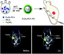 Graphical abstract: Poly(γ-glutamic acid)-stabilized iron oxide nanoparticles: synthesis, characterization and applications for MR imaging of tumors