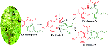 Graphical abstract: Penchinones A–D, two pairs of cis-trans isomers with rearranged neolignane carbon skeletons from Penthorum chinense