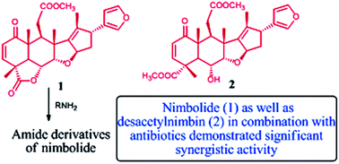 Graphical abstract: Nimbolide from Azadirachta indica and its derivatives plus first-generation cephalosporin antibiotics: a novel drug combination for wound-infecting pathogens