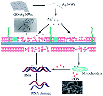 Graphical abstract: Preparation of graphene oxide with silver nanowires to enhance antibacterial properties and cell compatibility