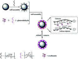 Graphical abstract: Facile and green synthesis of polysaccharide-based magnetic molecularly imprinted nanoparticles for protein recognition