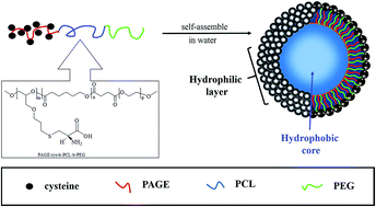 Graphical abstract: Synthesis, characterization and self-assembly behavior of zwitterionic amphiphilic triblock copolymers bearing pendant amino acid residues