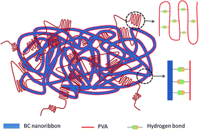 Graphical abstract: Highly percolated poly(vinyl alcohol) and bacterial nanocellulose synthesized in situ by physical-crosslinking: exploiting polymer synergies for biomedical nanocomposites