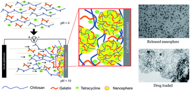 Graphical abstract: Surface functionalization of titanium with tetracycline loaded chitosan–gelatin nanosphere coatings via EPD: fabrication, characterization and mechanism