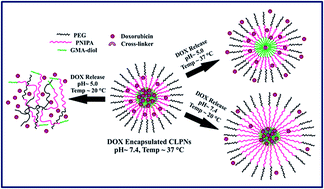Graphical abstract: pH-degradable and thermoresponsive water-soluble core cross-linked polymeric nanoparticles as potential drug delivery vehicle for doxorubicin